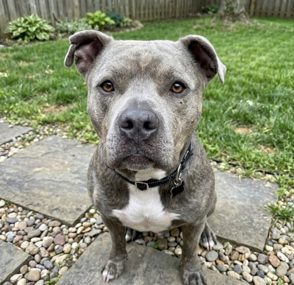 Sandor - Pit Bull Terrier