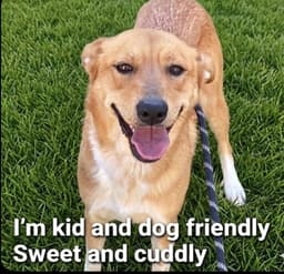 Sunny Boo image 1