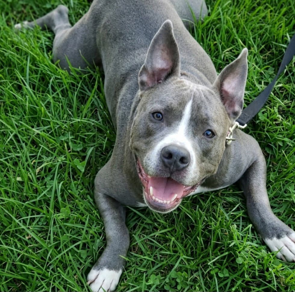 Corey Cobb - Pit Bull Terrier