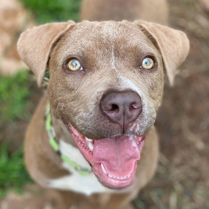 Jubilee - American Bulldog
