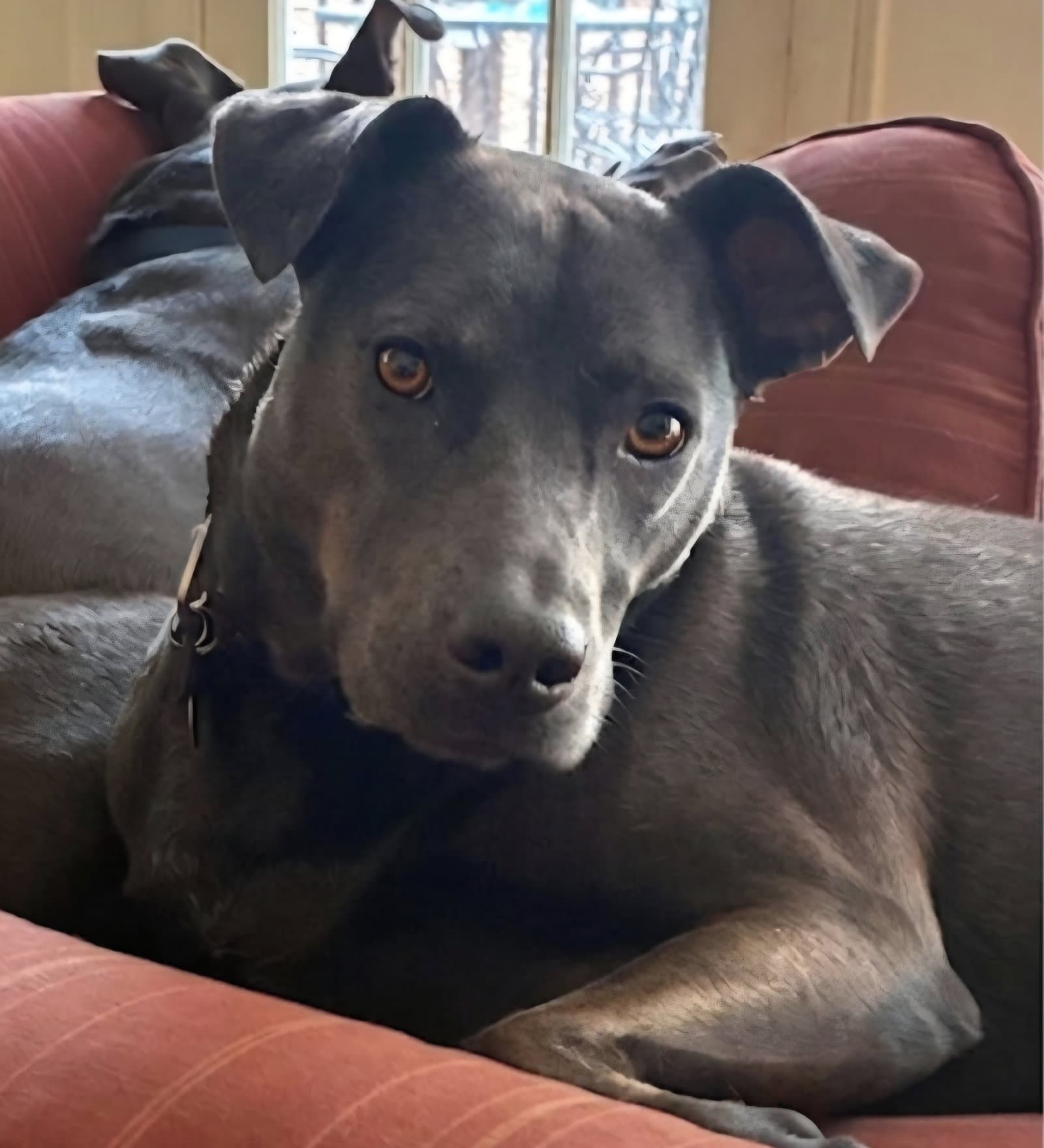 Raven Blum - Labrador Retriever