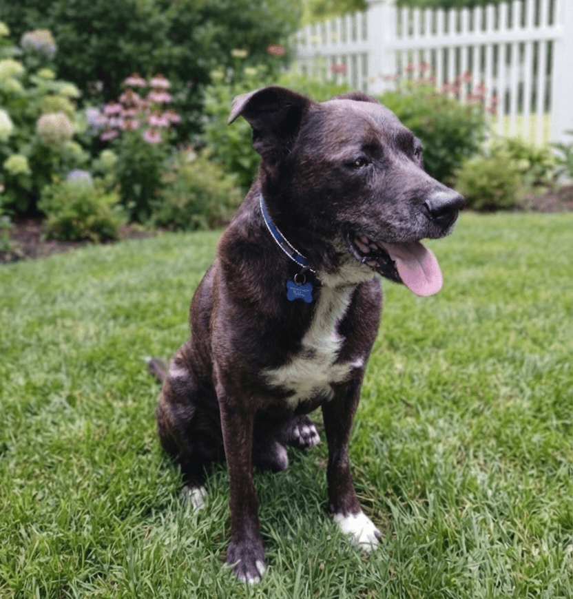 Victor - Hound