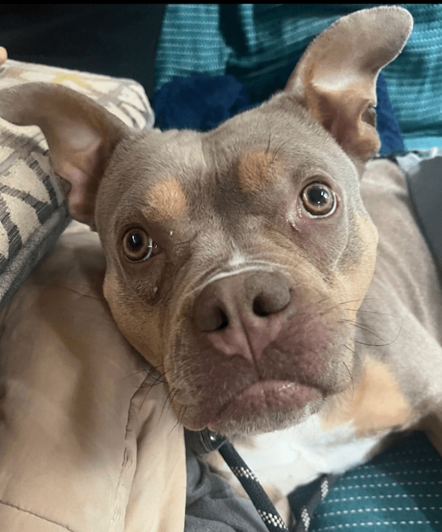 Rosalina - American Staffordshire Terrier