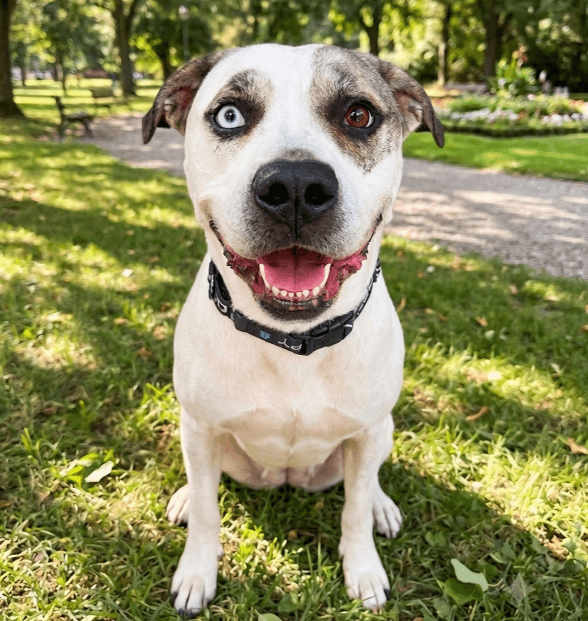 Bohdi - American Bulldog