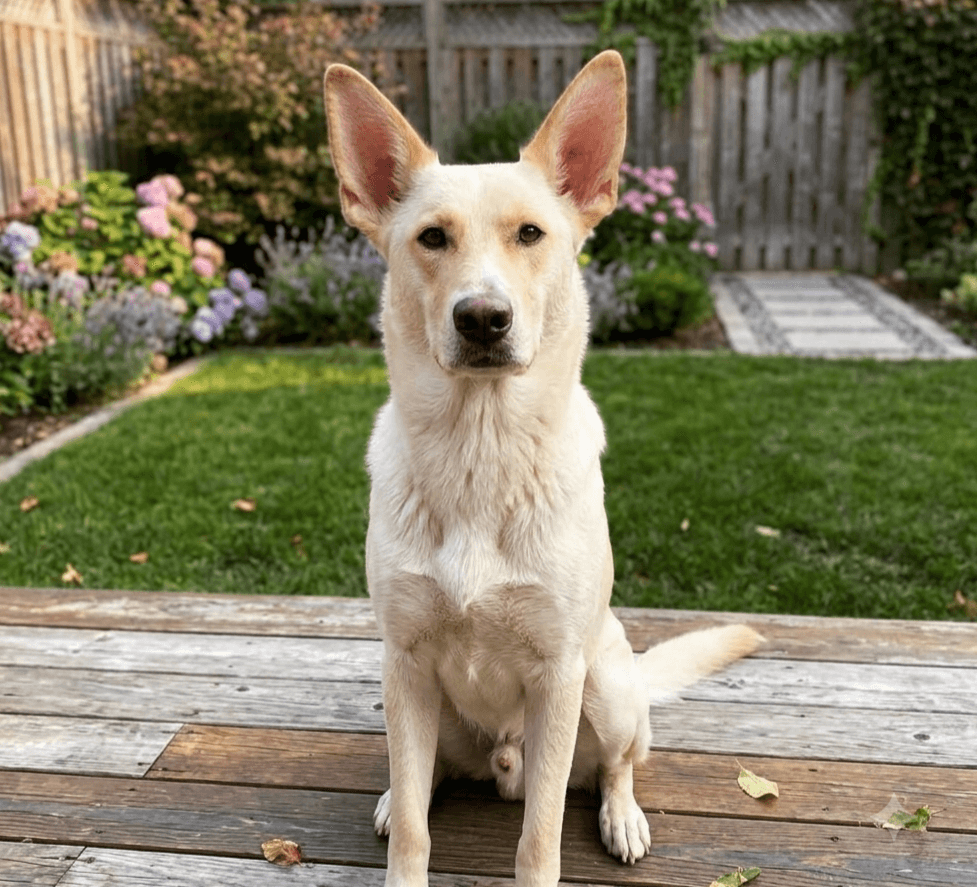 Nala