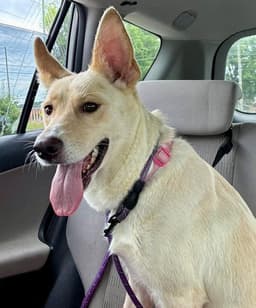 Nala image 2