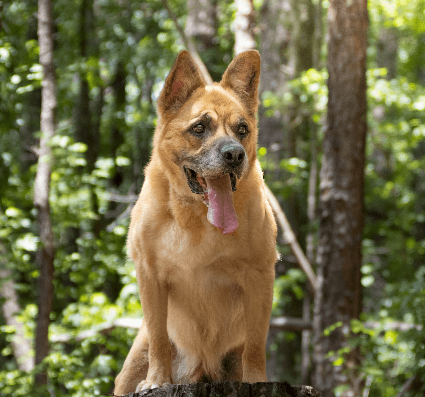 Forrest - German Shepherd Dog