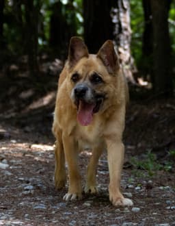 Forrest image 2