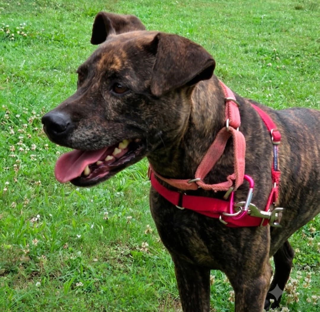 Athena - American Staffordshire Terrier