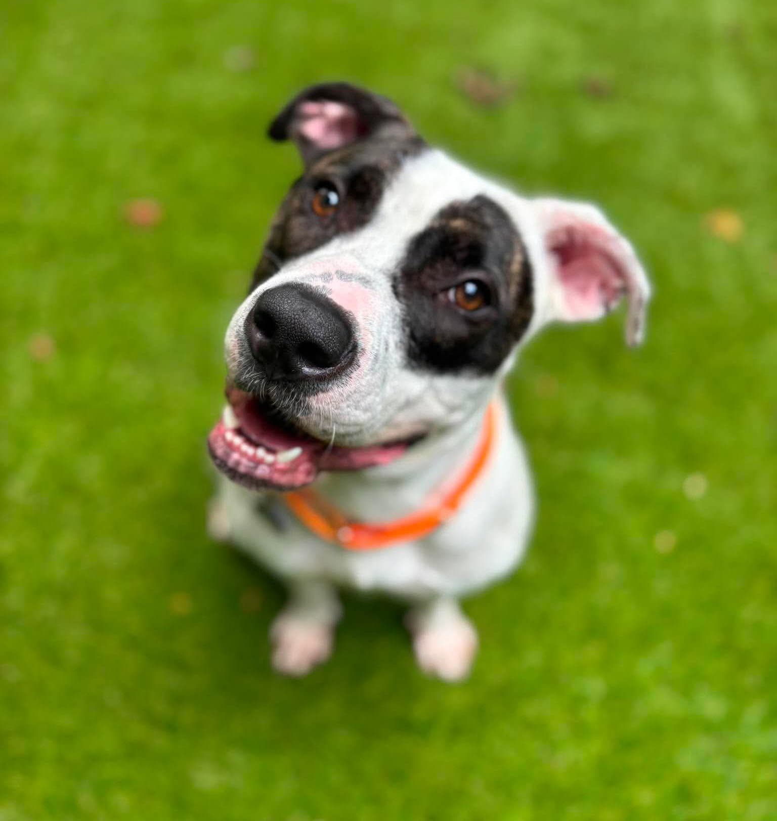 Chapman - American Bulldog