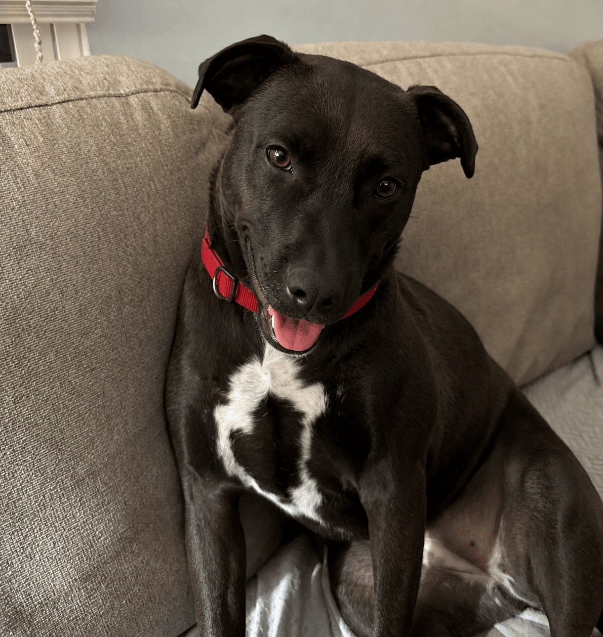Kiwi - Labrador Retriever