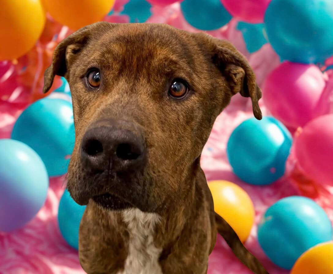Marley - Plott Hound