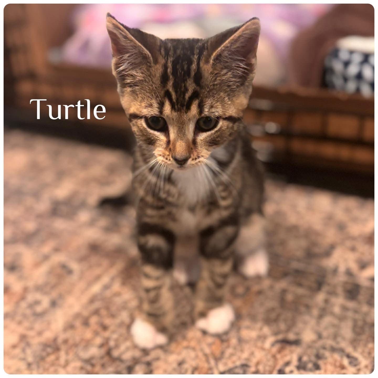 Turtle - Domestic Short Hair