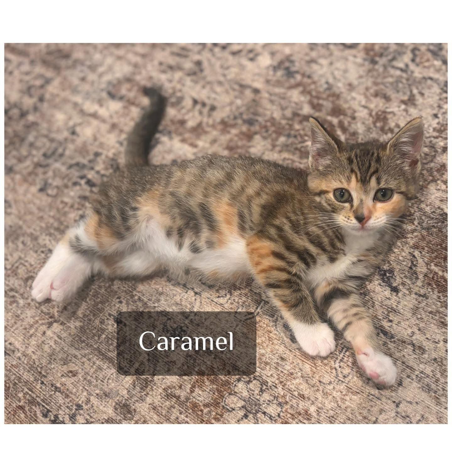 Caramel - Domestic Short Hair