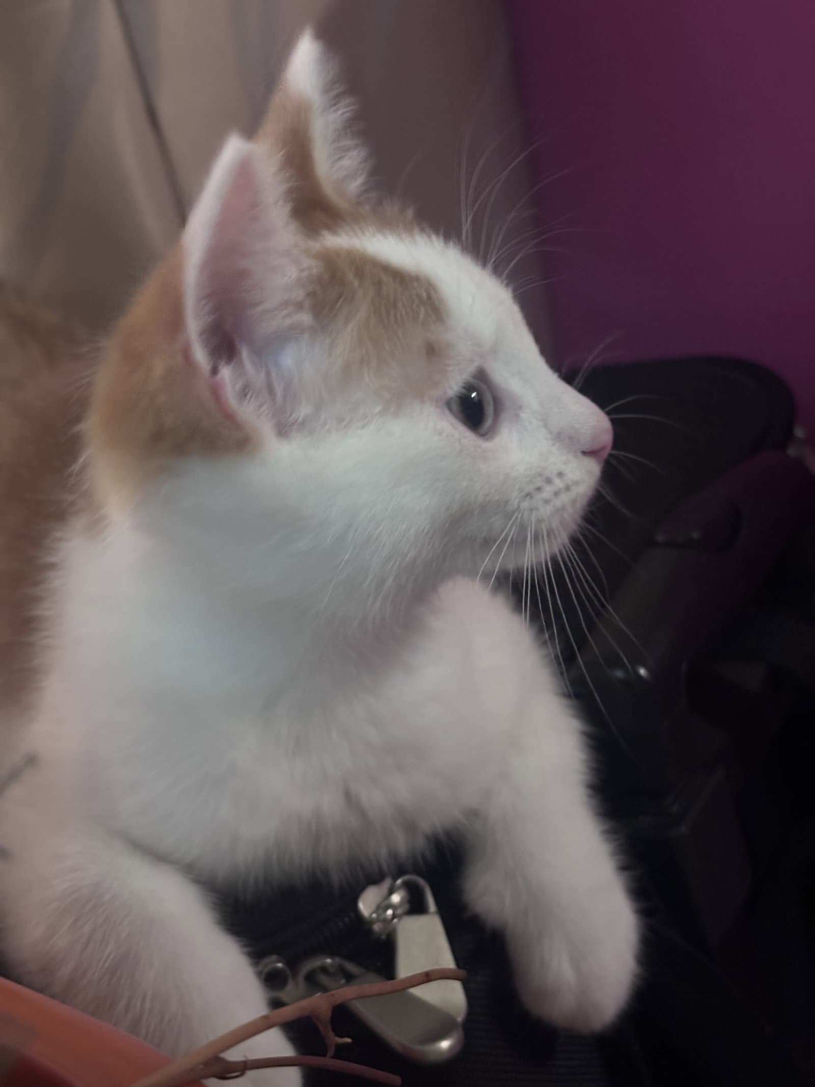 Finn - Domestic Short Hair