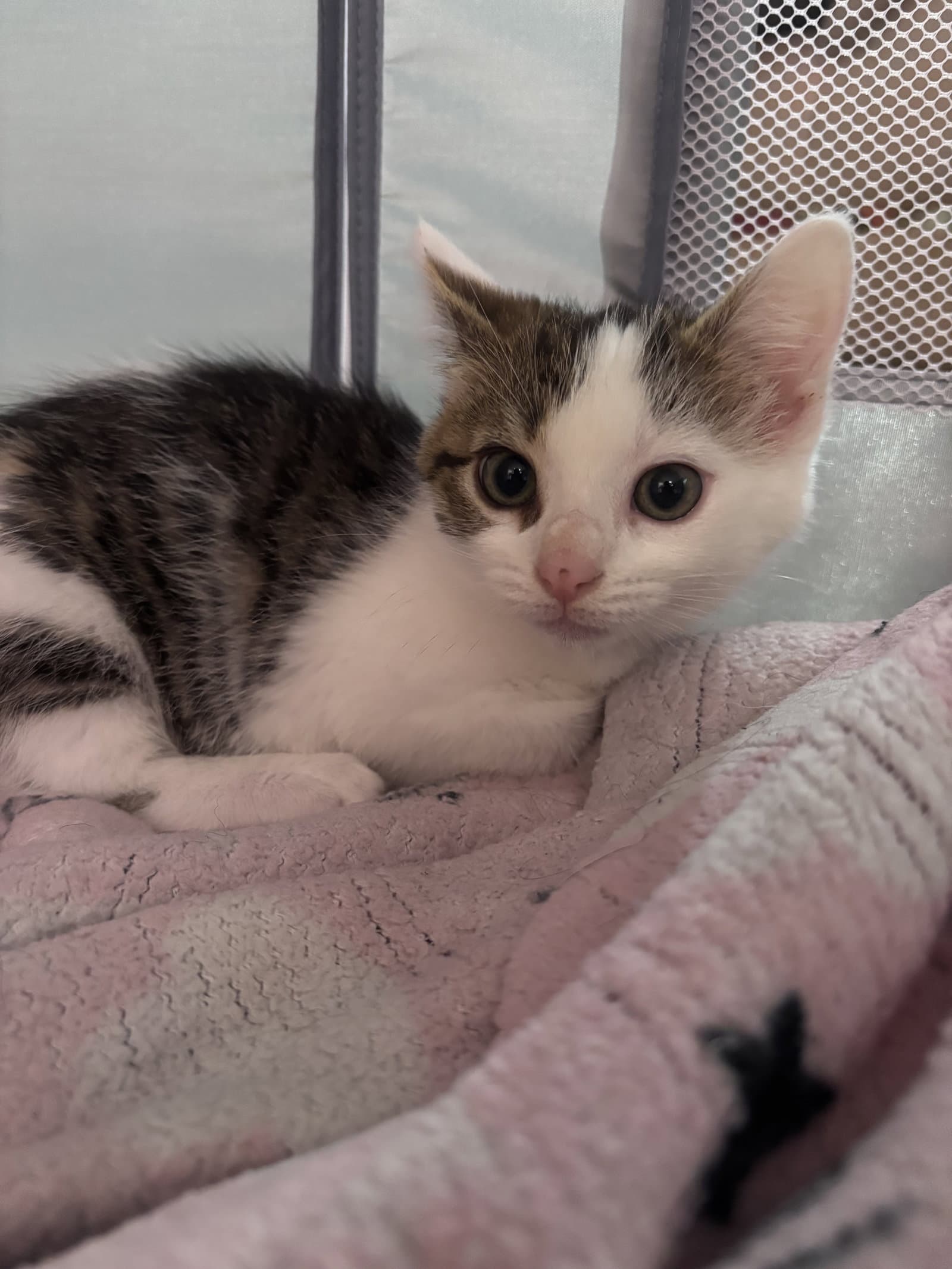Marceline - Domestic Short Hair