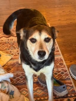 Roxy image 1
