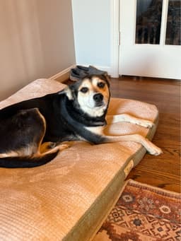 Roxy image 2