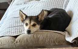 Roxy image 3