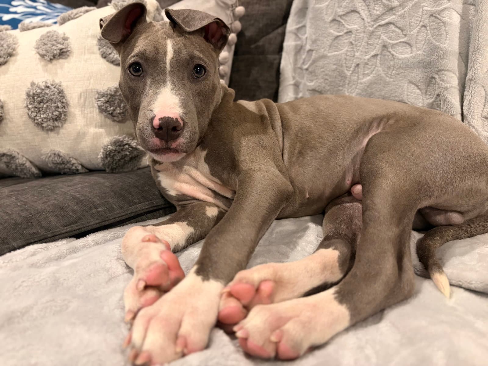 Mr Spiffy - Pit Bull Terrier