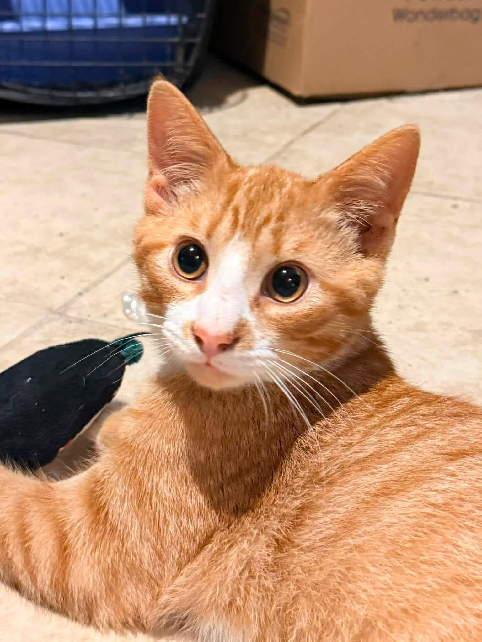 Dobby - Domestic Short Hair