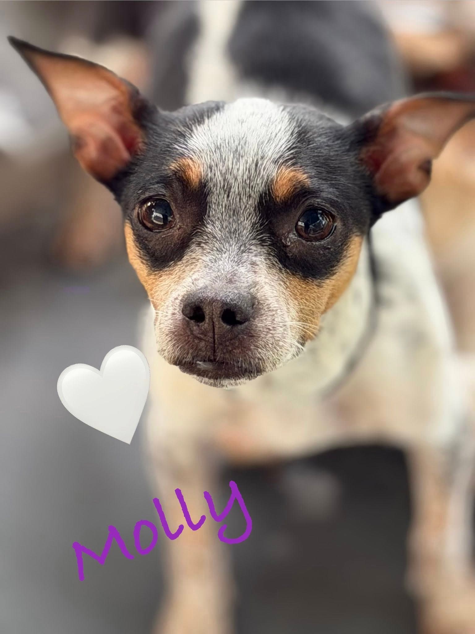 Molly - Rat Terrier