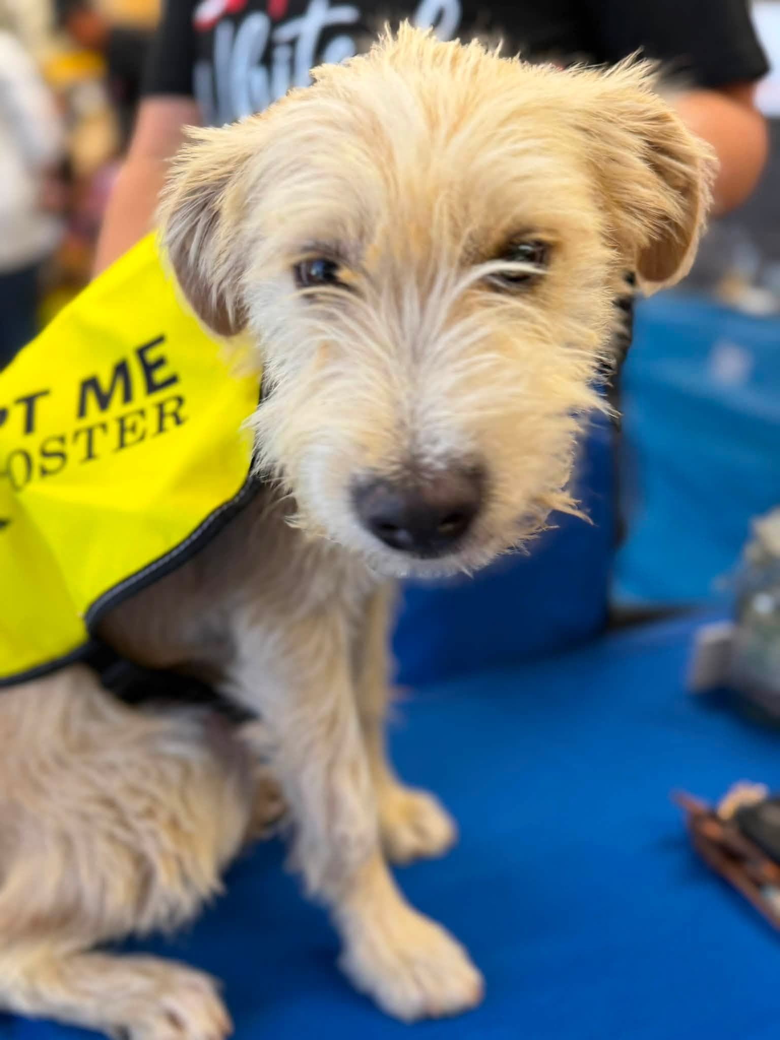Clooney - Cairn Terrier
