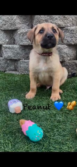 Peanut image 1