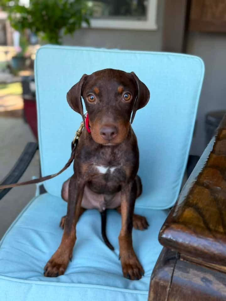 Boudreaux - Doberman Pinscher