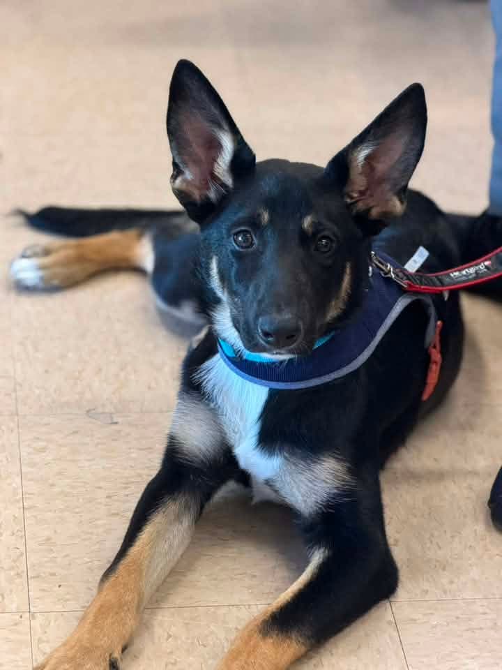 Berry - German Shepherd Dog