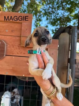 Maggie image 1