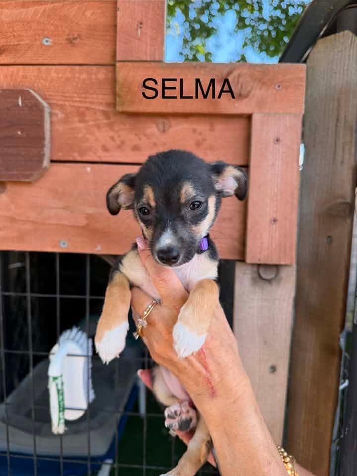 Selma - Dachshund