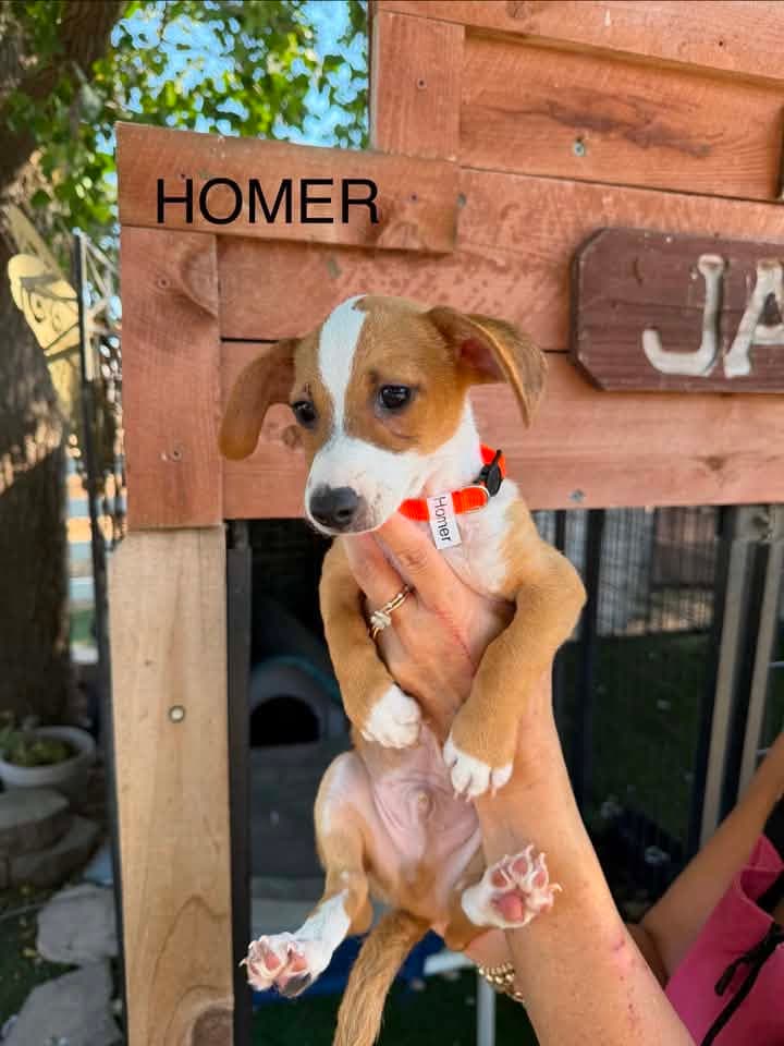 Homer - Dachshund