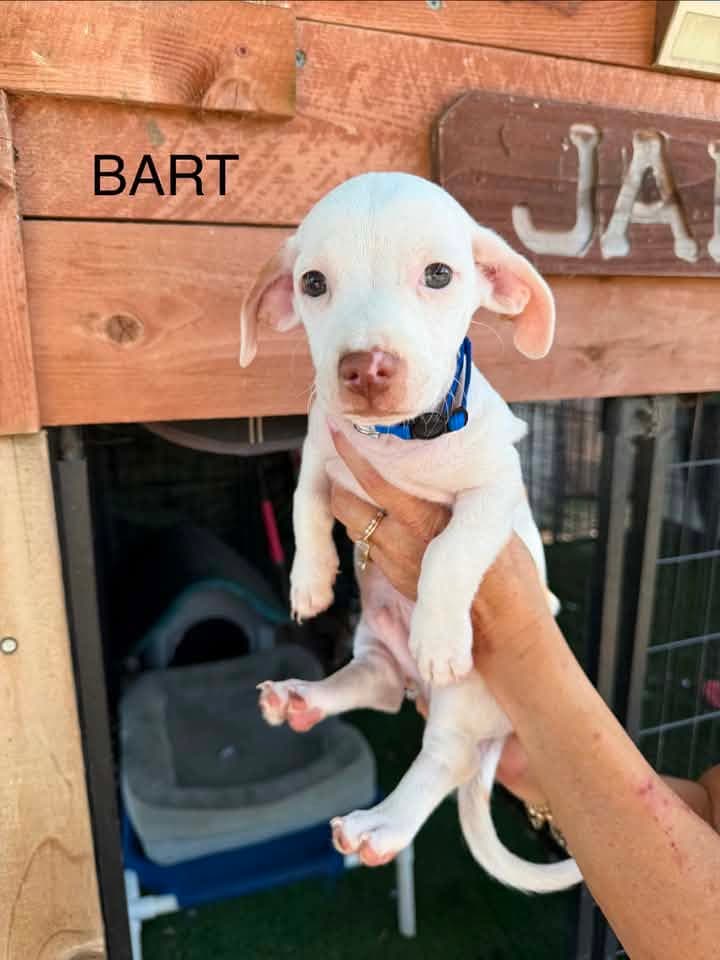 Bart - Dachshund