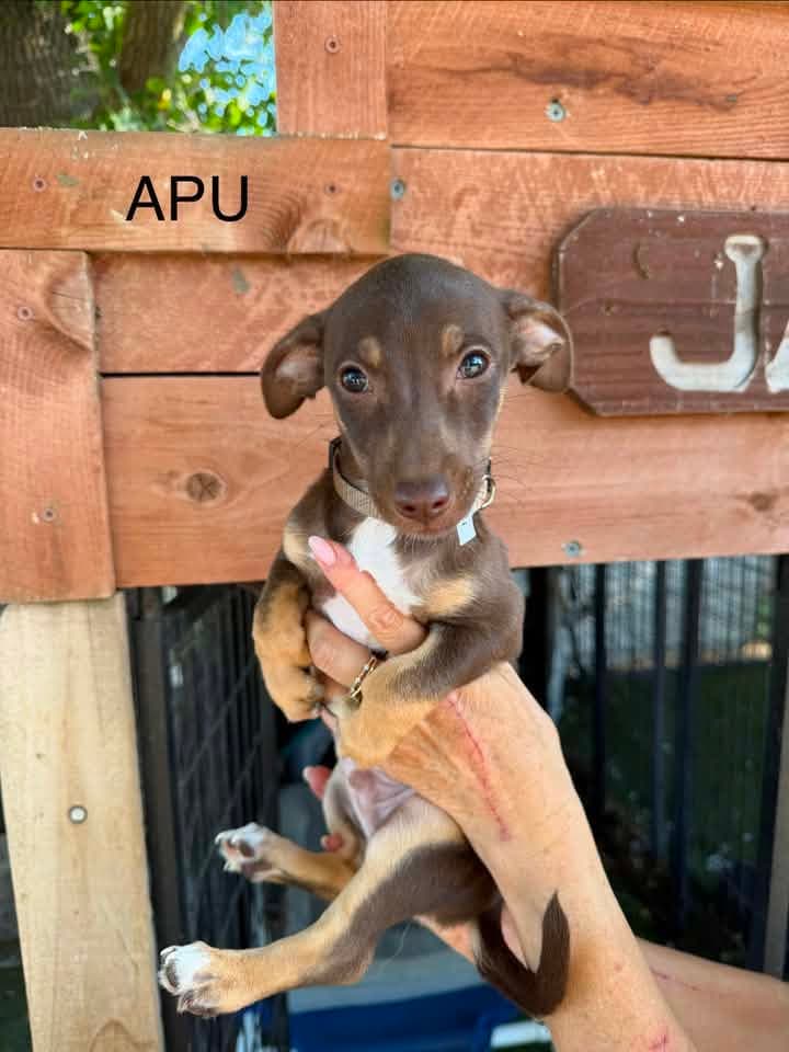 Apu - Dachshund