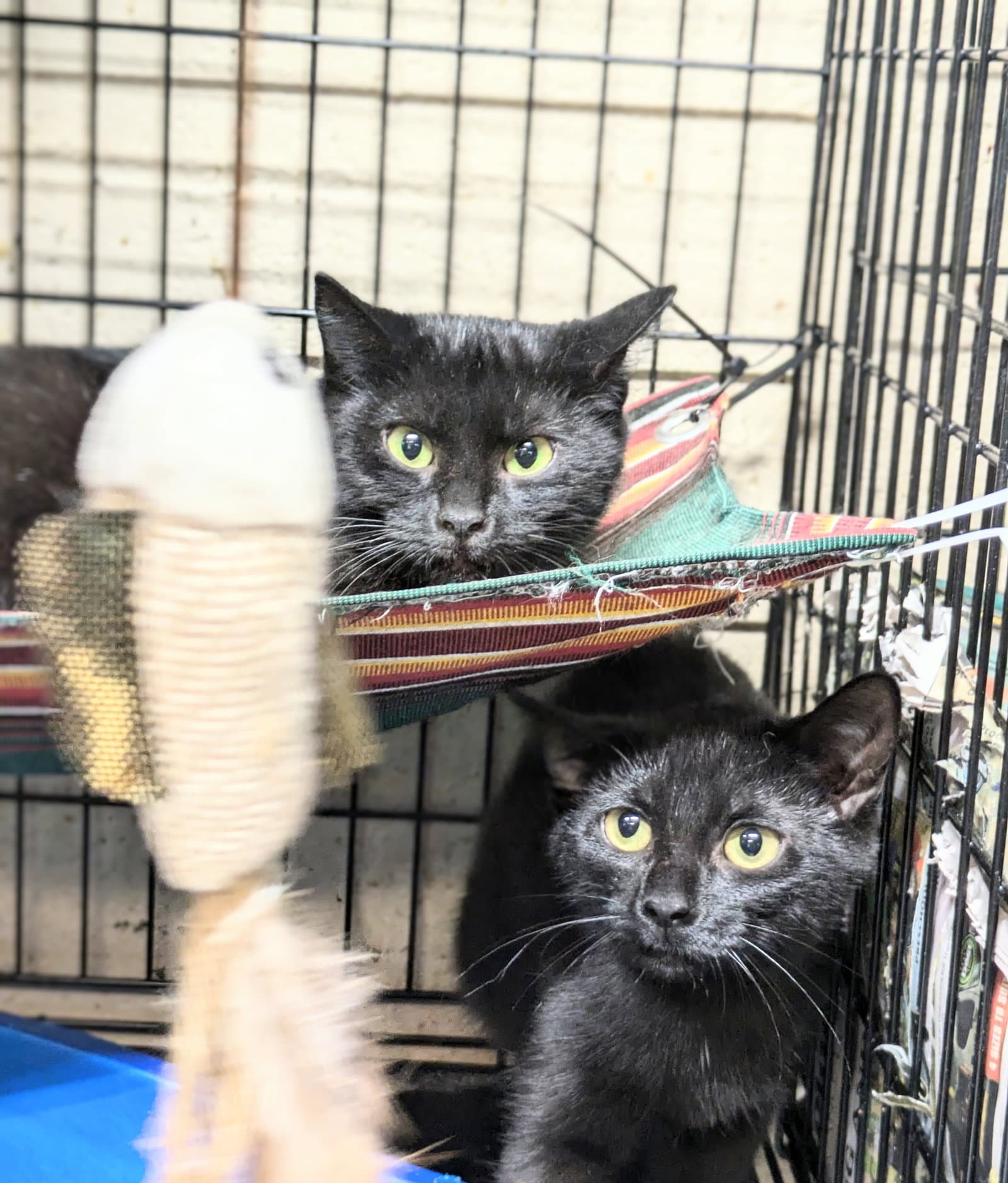 Margo - Domestic Short Hair