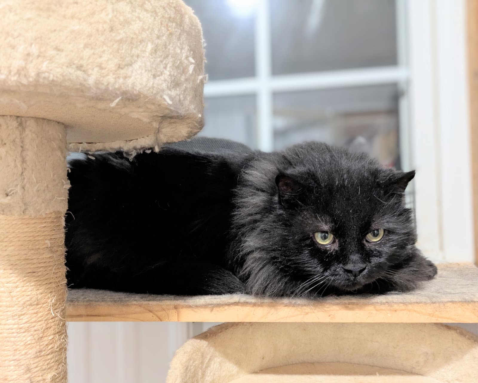Tony - Domestic Long Hair