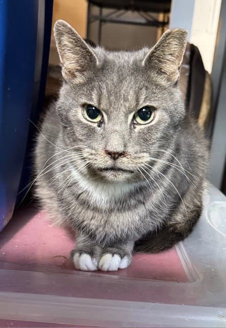Lucy Grayson's Sister - Tabby