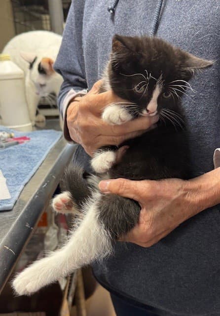 Max - Domestic Medium Hair