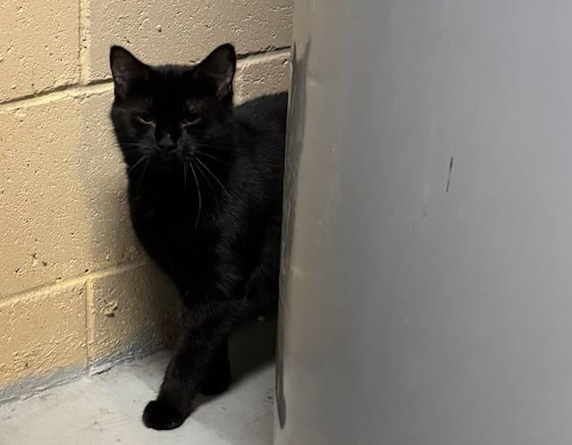 Alice - Domestic Short Hair
