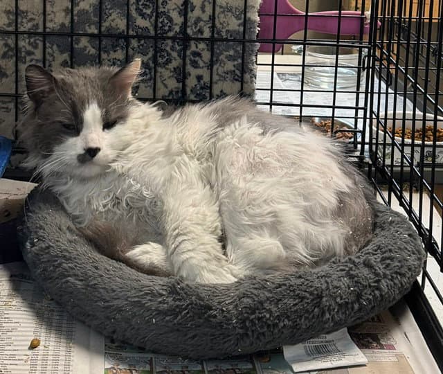Benny - Domestic Long Hair