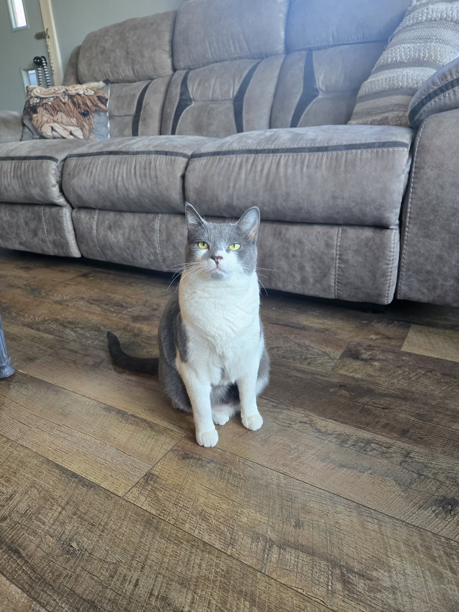Gypsy - Domestic Short Hair