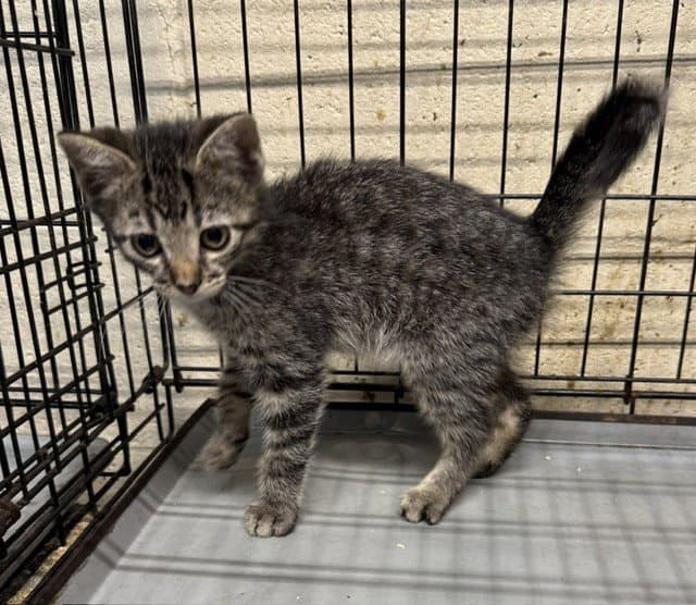 Lincoln - Domestic Short Hair