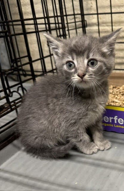 Biana - Domestic Short Hair