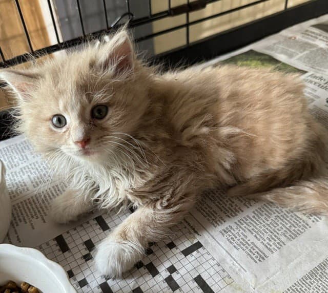 Lazlo - Domestic Long Hair