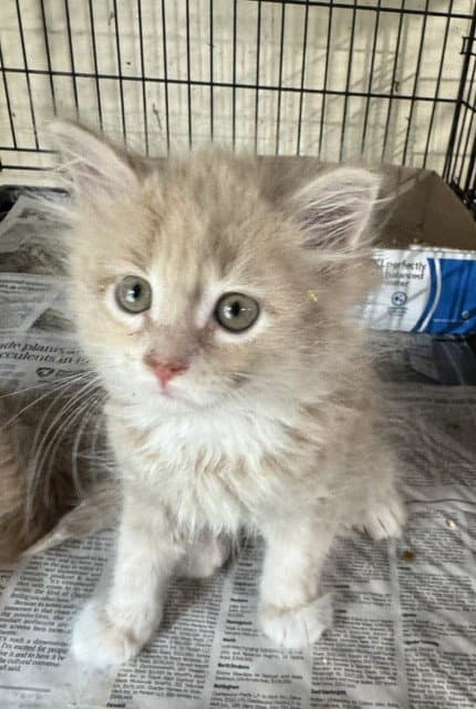 Nandor - Domestic Medium Hair