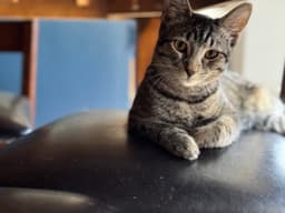 Remy image 1