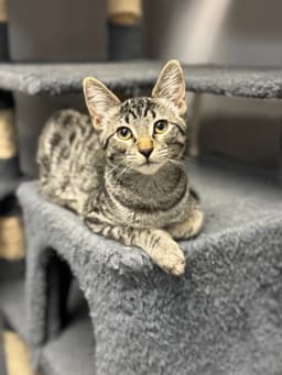 Remy image 2