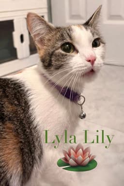 Lyla Lily image 1