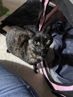 Gigi image 2